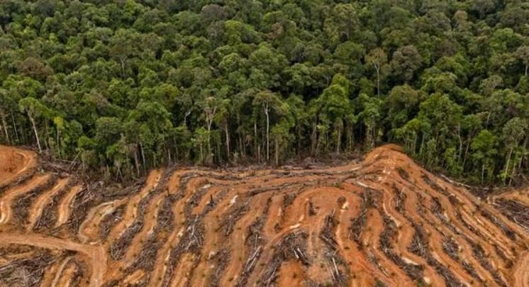 Hukum Kehutanan Pasal 311: Perlindungan Hutan dan Sanksi Terhadap Pelanggaran