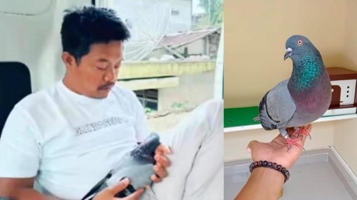 Kemenangan Grendasebah Merpati Kolong di Detik-Detik, Ditawar Rp 2 Miliar Tapi Ditolak