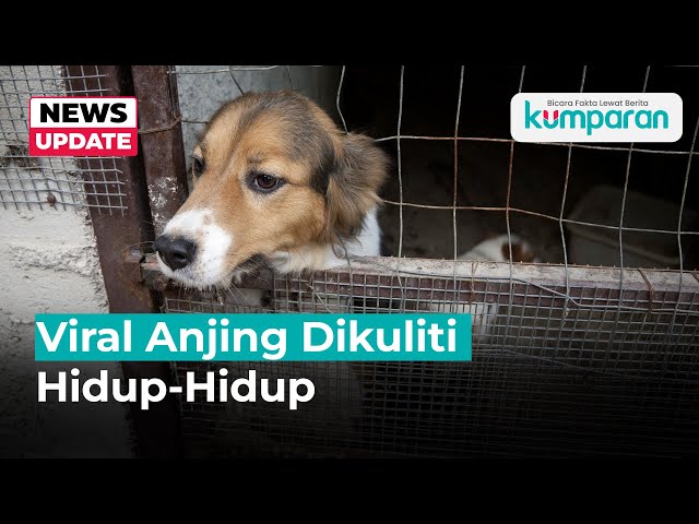 Polisi Jelaskan Kasus Anjing Dikuliti Hidup-hidup yang Viral