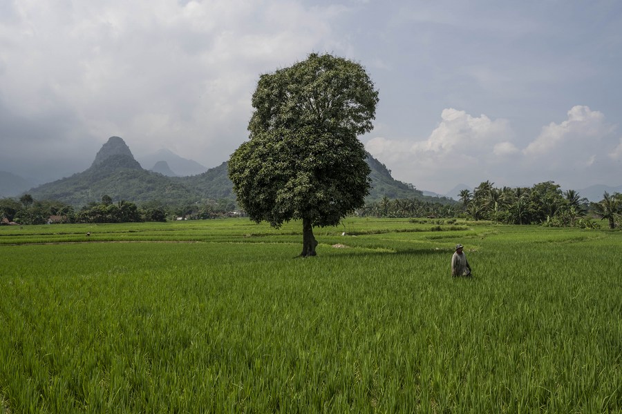 Album Asia: Penelusuran Perkembangan Sawah di Jawa Barat