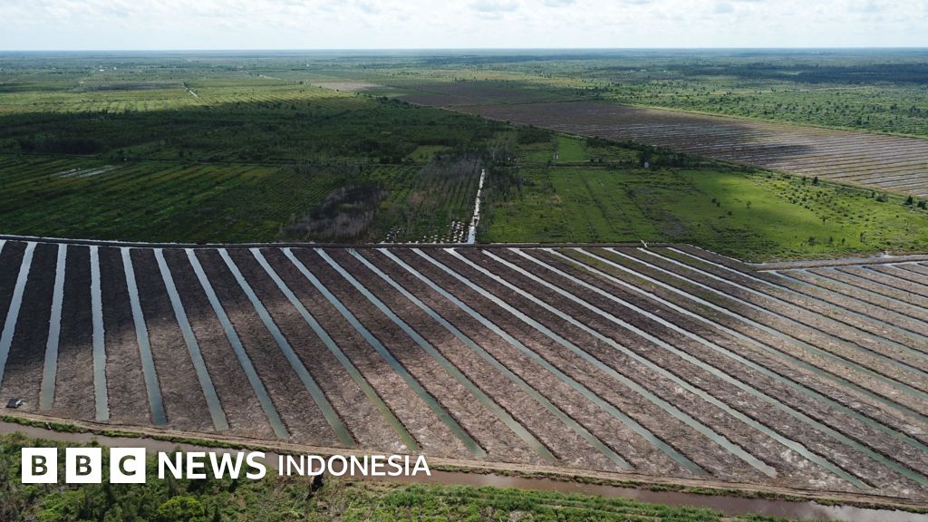 Analisis Penyebab Kegagalan Berulang Proyek Food Estate di Indonesia
