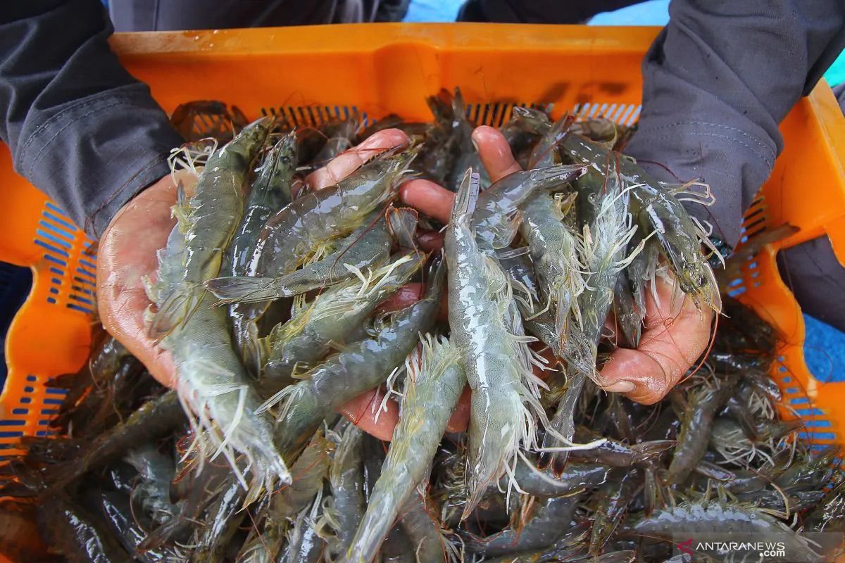 KKP Izinkan Ribuan Kontainer Udang Indonesia Masuk Pasar AS