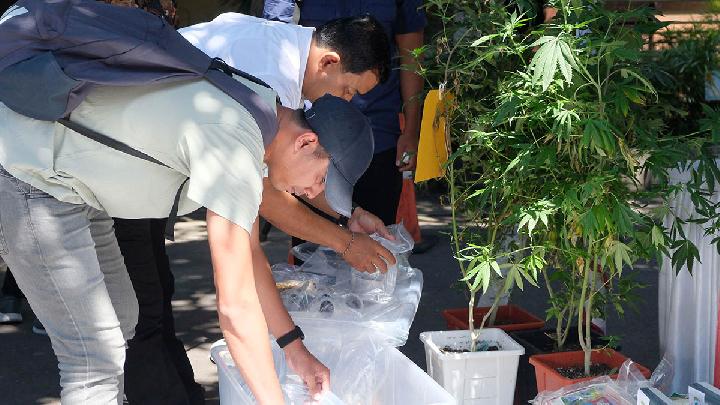 Polisi Kejar WNA Pemasok Kebun Ganja Hidroponik di Bali