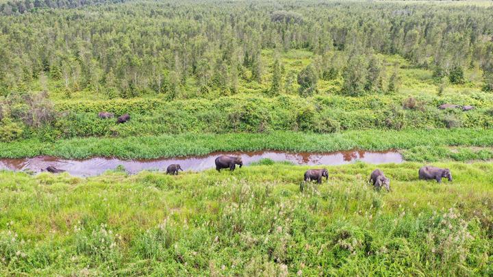Program Konservasi Gajah Sumatra dan Dukungan di Kongres IUCN